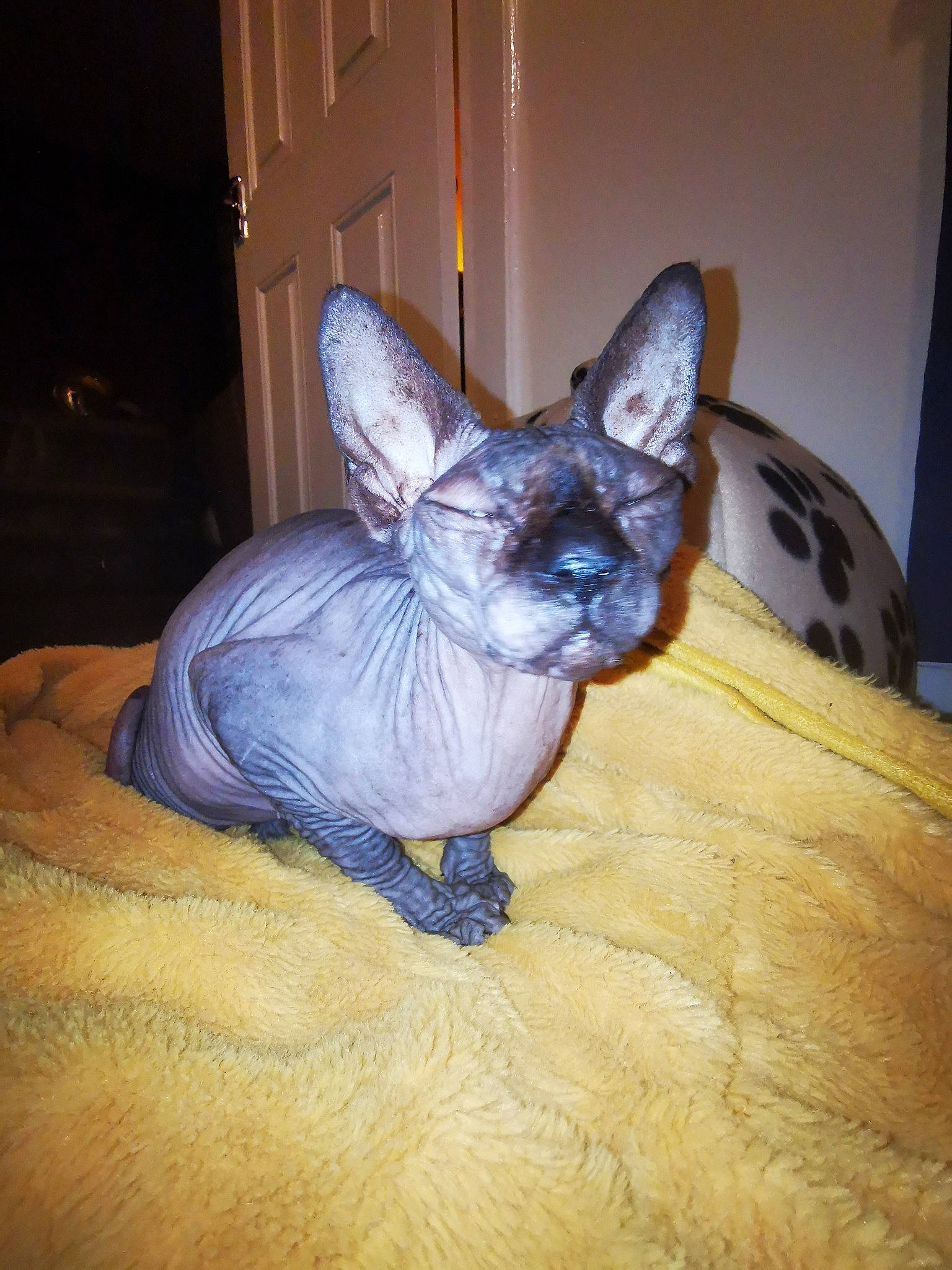 Chicken is registered to the contest to win money with this photo: carnivore, cat, comfort, curtain, domestic_short_haired_cat, electric_blue, fawn, felidae, flooring, fur, grey, hardwood, sitting, small_to_medium_sized_cats, snout, tail, terrestrial_animal, whiskers