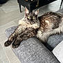 Ulk a rejoint le concours — aidez-le/la à gagner de superbes lots ! angora, animal, architecture, building, cat, chair, coffeetable, couch, cushion, furniture, homedecor, indoors, interiordesign, kitten, livingroom, manx, pet, room, table, wood