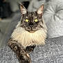 Ulk participe au concours pour gagner de l'argent avec cette photo : abyssinian, angora, animal, armchair, brasssection, cat, chair, couch, furniture, homedecor, horn, kitten, manx, musicalinstrument, pet, siamese