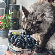 Ulk a rejoint le concours — aidez-le/la à gagner de superbes lots ! adult, animal, berry, blackberry, blueberry, bowl, canine, cat, dog, face, female, food, fruit, head, person, pet, plant, pottedplant, produce, woman