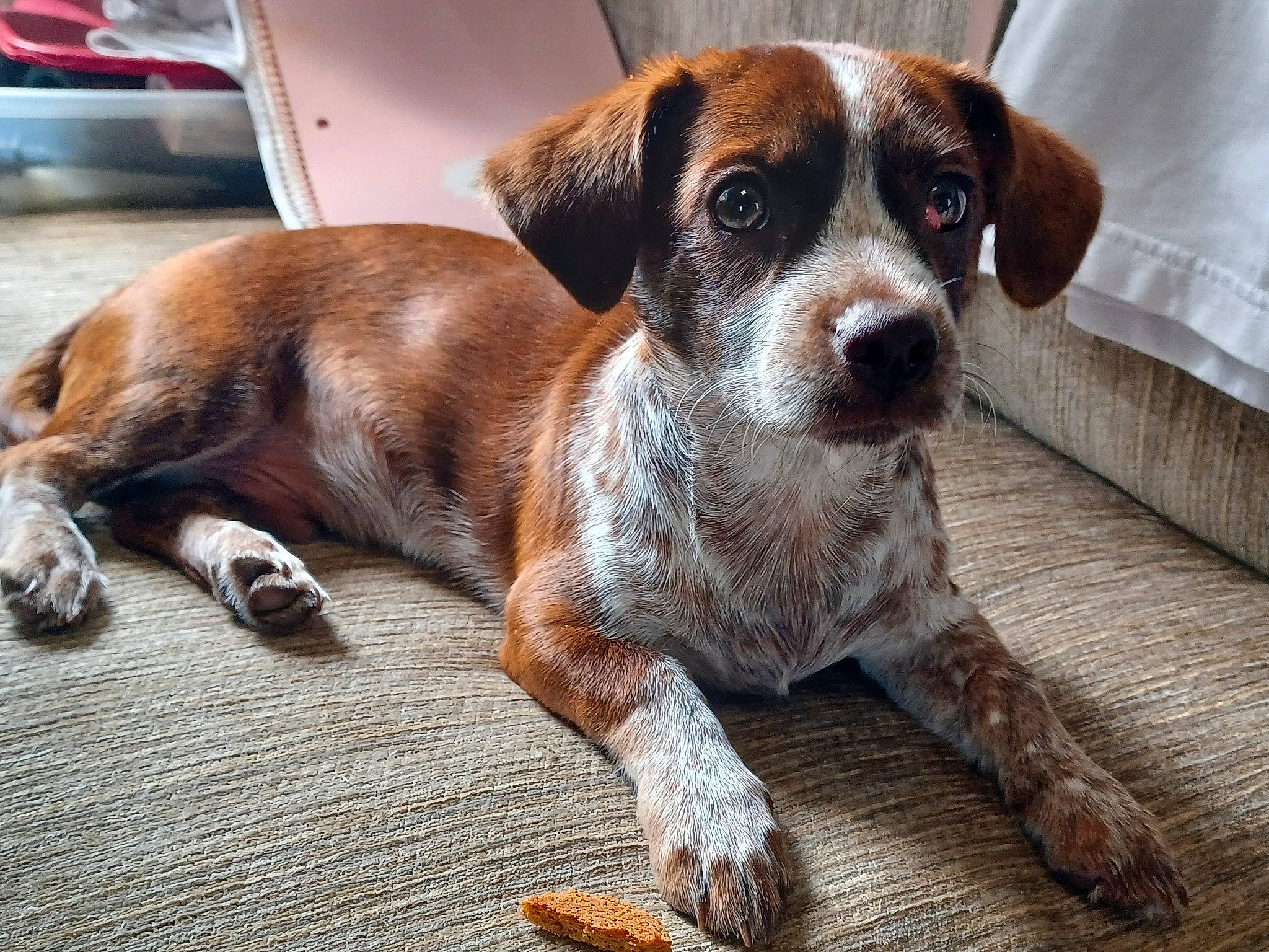 Gizmo is registered to the contest to win money with this photo: canidae, carnivore, collar, companion_dog, dog, dog_breed, fawn, flooring, hound, liver, pet_supply, scent_hound, snout, sporting_group, terrestrial_animal, whiskers, wood, working_animal