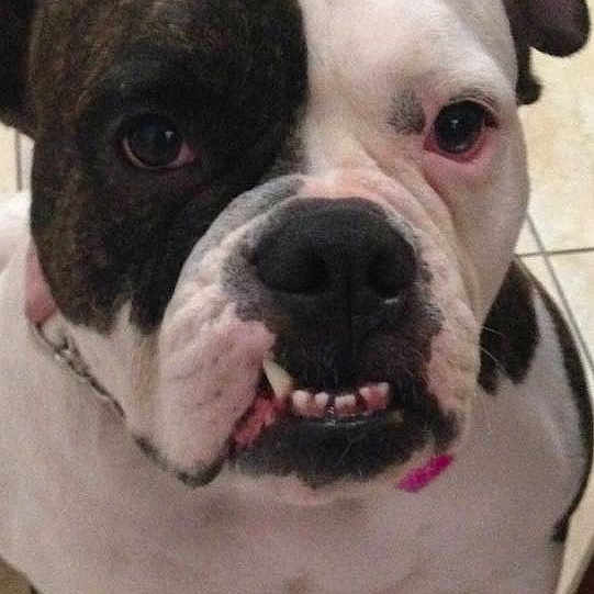 Chevelle joined the competition — help win amazing prizes!