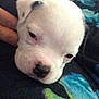 Diesel is registered to the contest to win money with this photo: