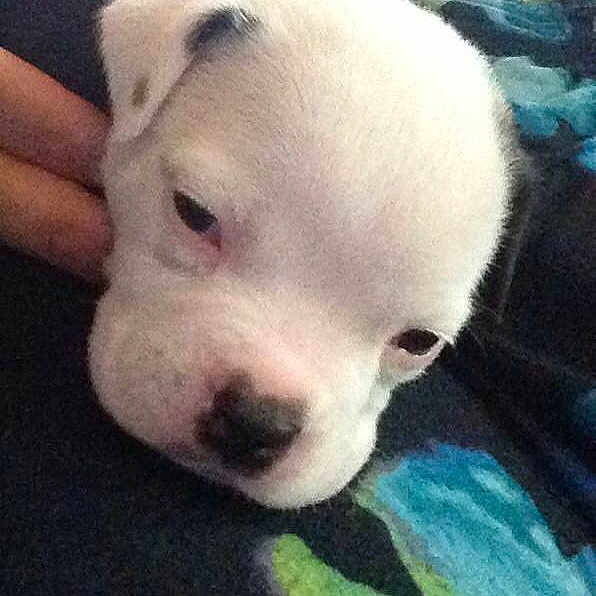 Diesel