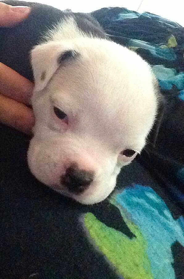 Diesel
