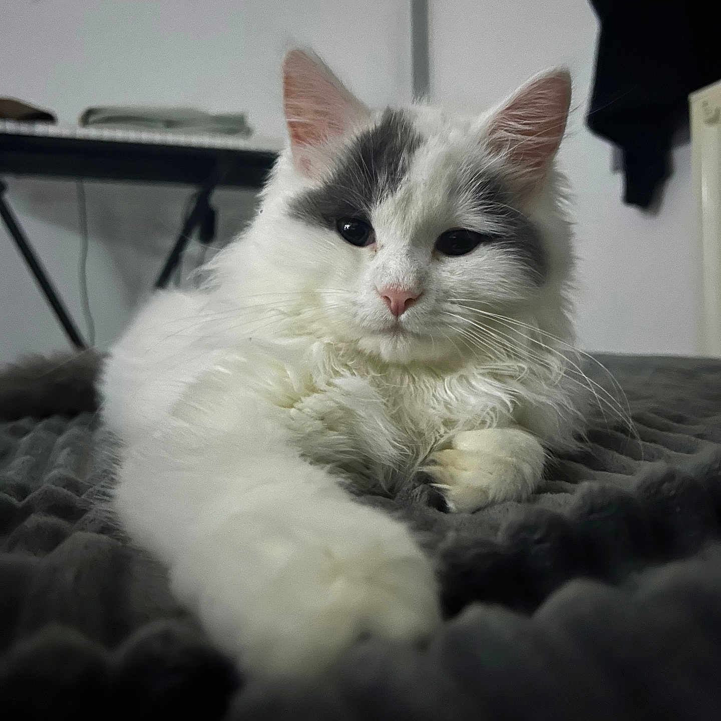Yuki a rejoint le concours — aidez-le/la à gagner de superbes lots ! abyssinian, angora, animal, cat, computer, couch, electronics, furniture, hardwood, kitten, laptop, manx, pc, pet, siamese, wood