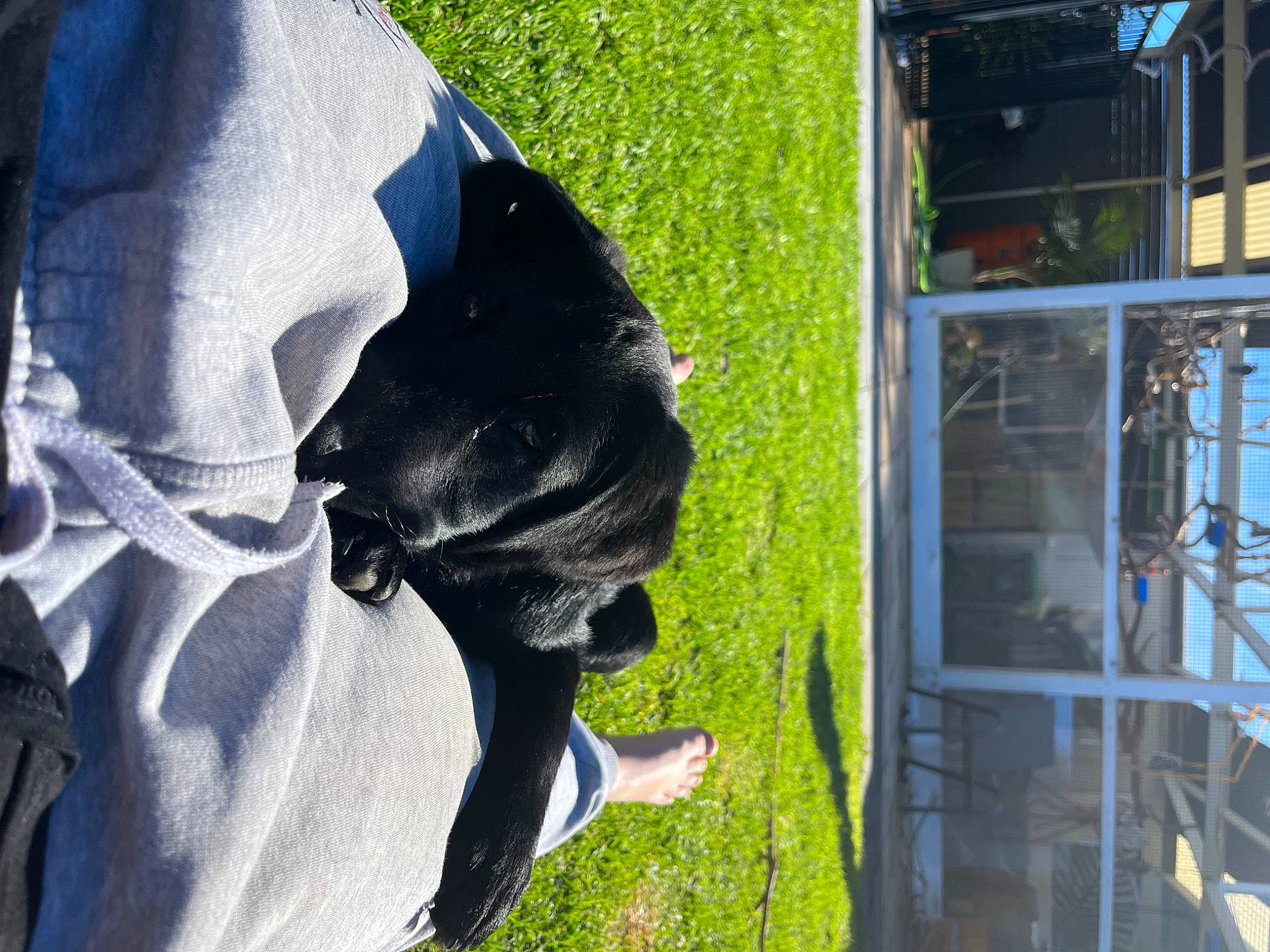 Nash is registered to the contest to win money with this photo: carnivore, companion_dog, dog, dog_breed, electric_blue, fawn, fun, gesture, grass, human_leg, lawn, leisure, personal_protective_equipment, plant, sculpture, sporting_group, statue, tail, tree, window