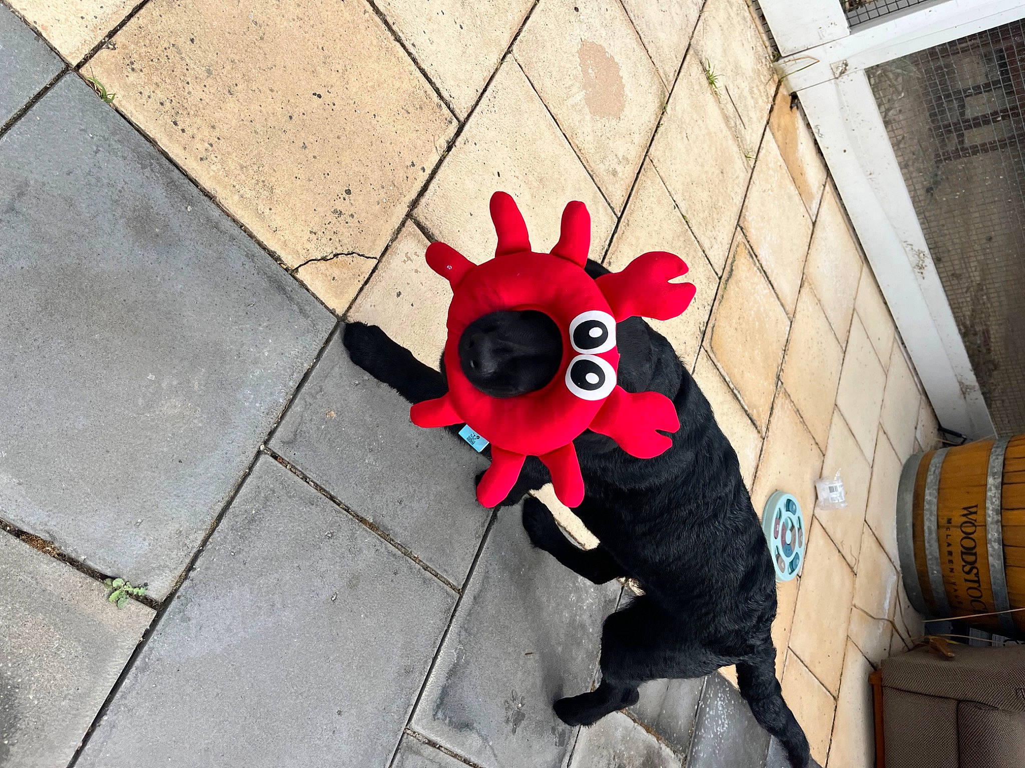 Nash is registered to the contest to win money with this photo: art, asphalt, automotive_wheel_system, canidae, carmine, concrete, fawn, fictional_character, flooring, font, fur, magenta, pattern, personal_protective_equipment, petal, plant, road_surface, shadow, sidewalk, tail