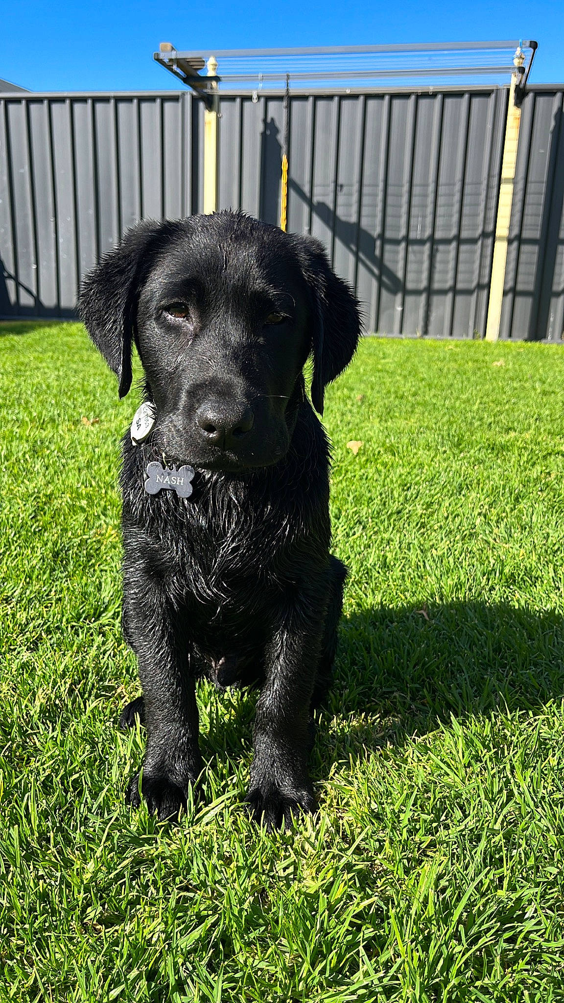 Nash joined the competition — help win amazing prizes! borador, canidae, carnivore, companion_dog, dog, dog_breed, dog_collar, fence, fur, grass, groundcover, guard_dog, hunting_dog, pet_supply, snout, sporting_group, tail, terrestrial_animal, working_animal, working_dog