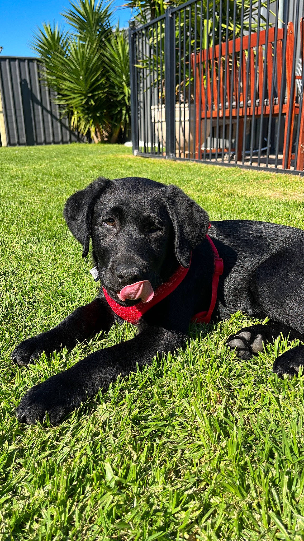 Nash is registered to the contest to win money with this photo: borador, canidae, carnivore, collar, companion_dog, dog, dog_breed, dog_collar, dog_supply, fence, grass, gun_dog, liver, plant, retriever, snout, sporting_group, tail, tree, working_animal
