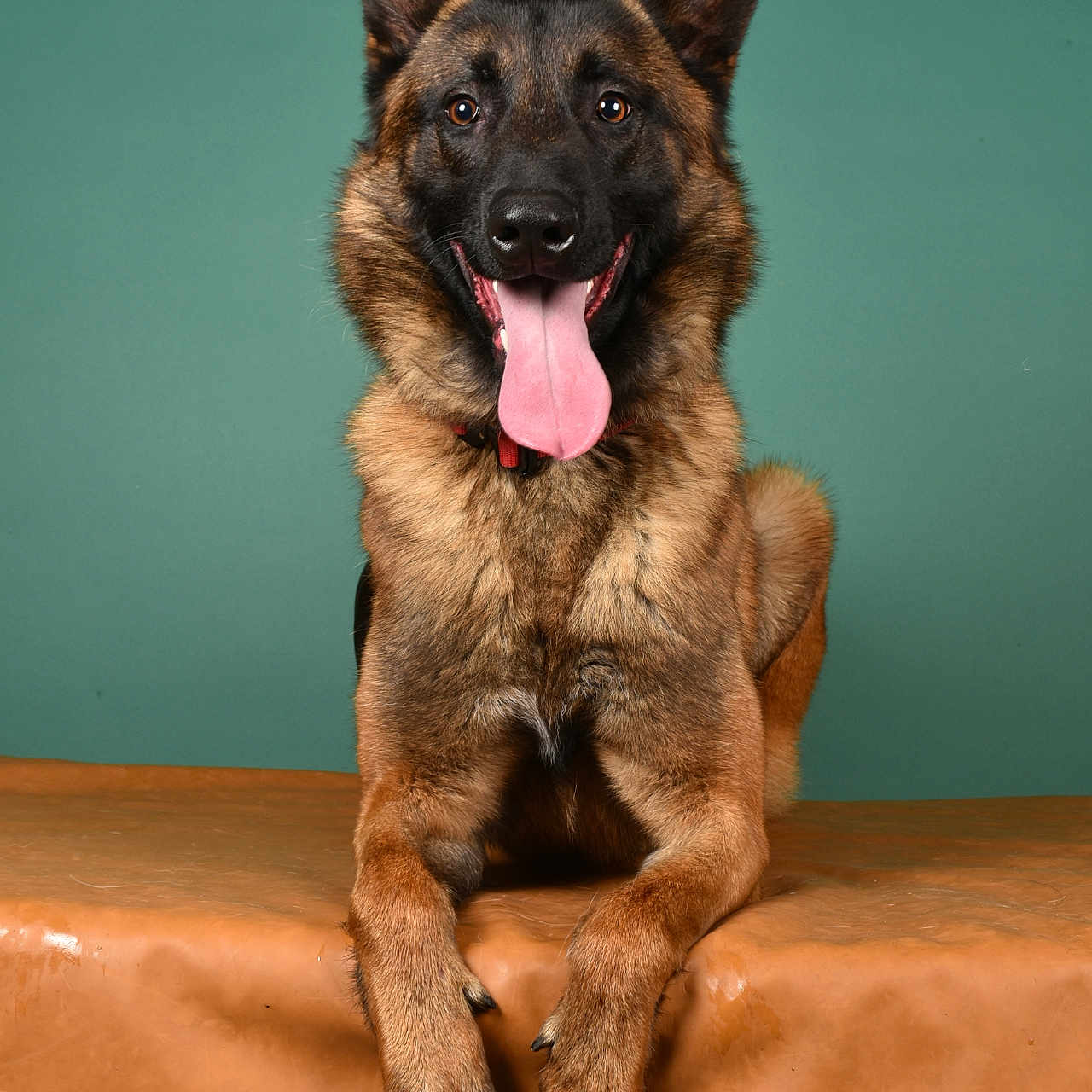 Shadow participe au concours pour gagner de l'argent avec cette photo : animal, bodypart, canine, dog, germanshepherd, mouth, person, pet, policedog, puppy, tongue