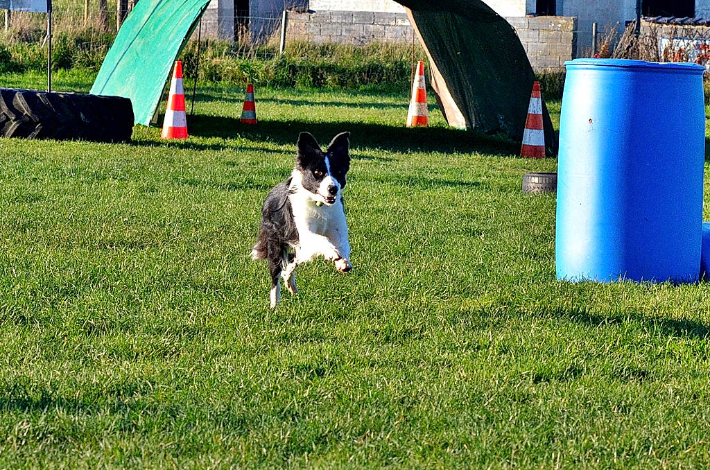 Kyra a rejoint le concours — aidez-le/la à gagner de superbes lots ! animal_sports, carnivore, companion_dog, dog, dog_agility, dog_breed, dog_sports, fun, grass, grassland, herding_dog, lawn, leisure, pasture, plant, recreation, sporting_group, sports, tail, tent