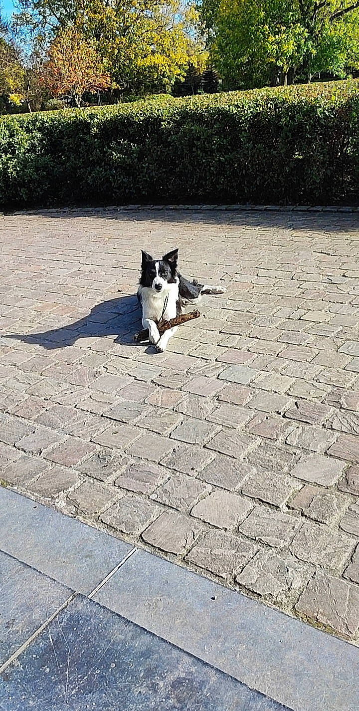 Kyra participe au concours pour gagner de l'argent avec cette photo : asphalt, carnivore, cobblestone, companion_dog, dog, dog_breed, felidae, flagstone, flooring, grass, plant, road, road_surface, sidewalk, small_to_medium_sized_cats, snout, tail, tints_and_shades, wood, working_animal