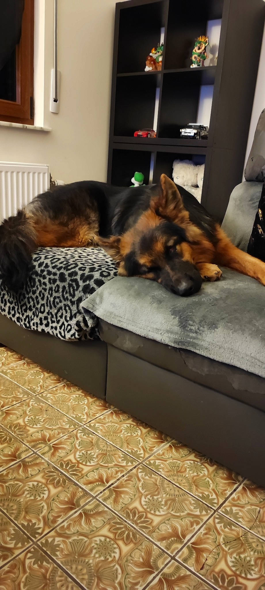 Nala a rejoint le concours — aidez-le/la à gagner de superbes lots ! brown, canidae, carnivore, comfort, companion_dog, dog, dog_breed, dog_supply, door, fawn, floor, flooring, fur, nap, picture_frame, room, sleep, snout, sporting_group, working_dog