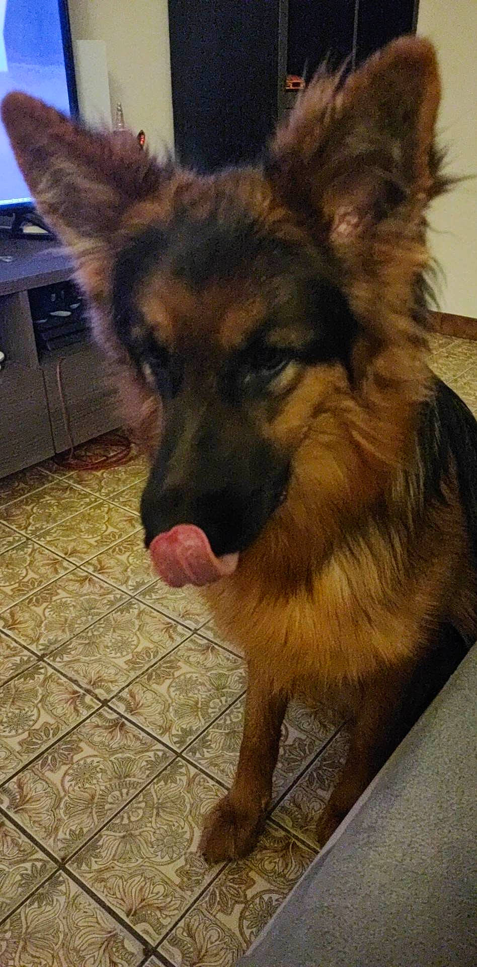 Nala a rejoint le concours — aidez-le/la à gagner de superbes lots ! canidae, carnivore, companion_dog, dog, dog_breed, east_european_shepherd, fawn, flooring, fur, german_shepherd_dog, herding_dog, king_shepherd, old_german_shepherd_dog, snout, sporting_group, television, terrestrial_animal, window, working_animal, working_dog