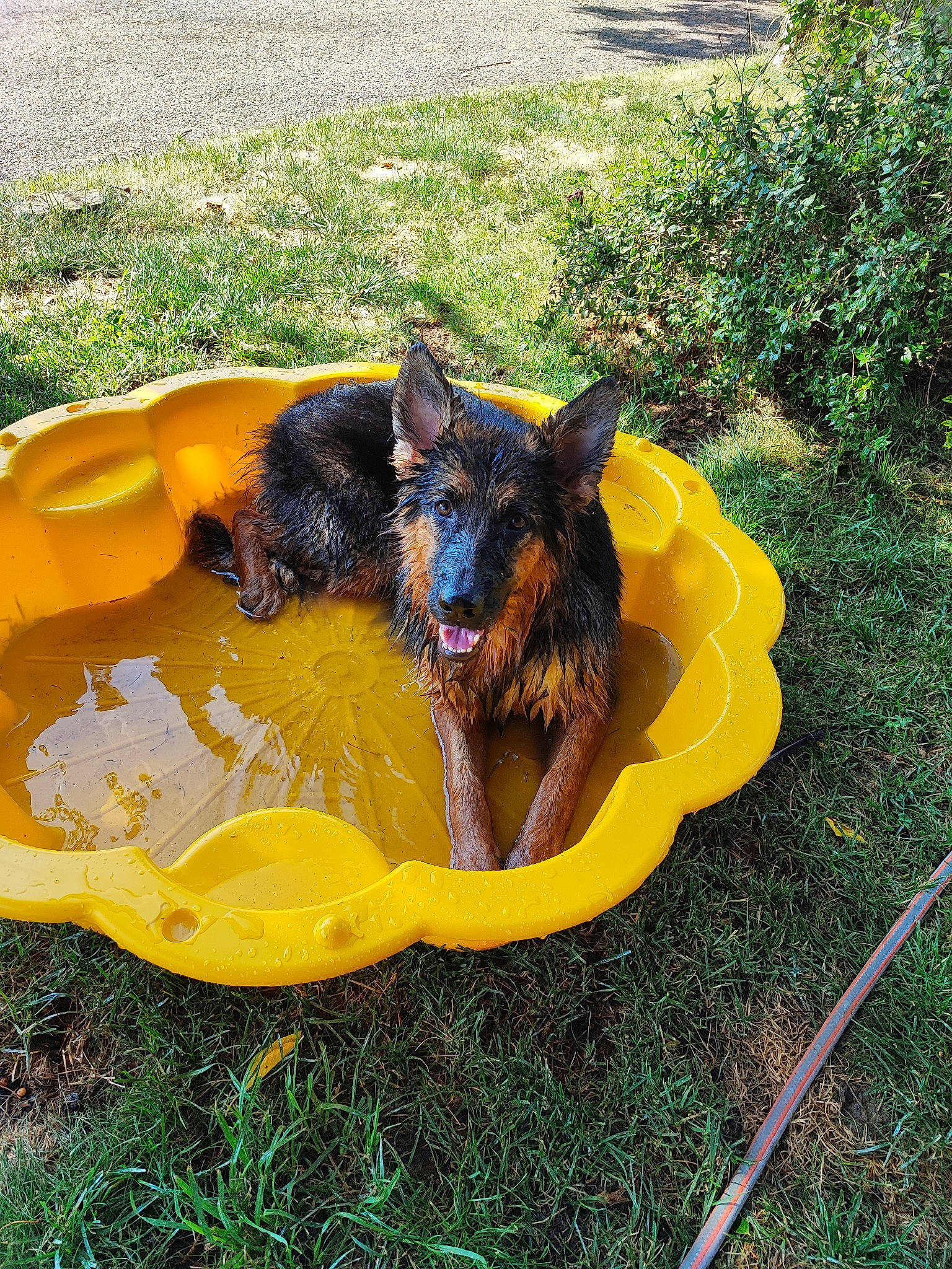 Nala participe au concours pour gagner de l'argent avec cette photo : canidae, carnivore, companion_dog, dog, dog_breed, dog_supply, fawn, garden, grass, herding_dog, leisure, old_german_shepherd_dog, pet_food, pet_supply, plant, soil, sporting_group, tail, working_animal, working_dog