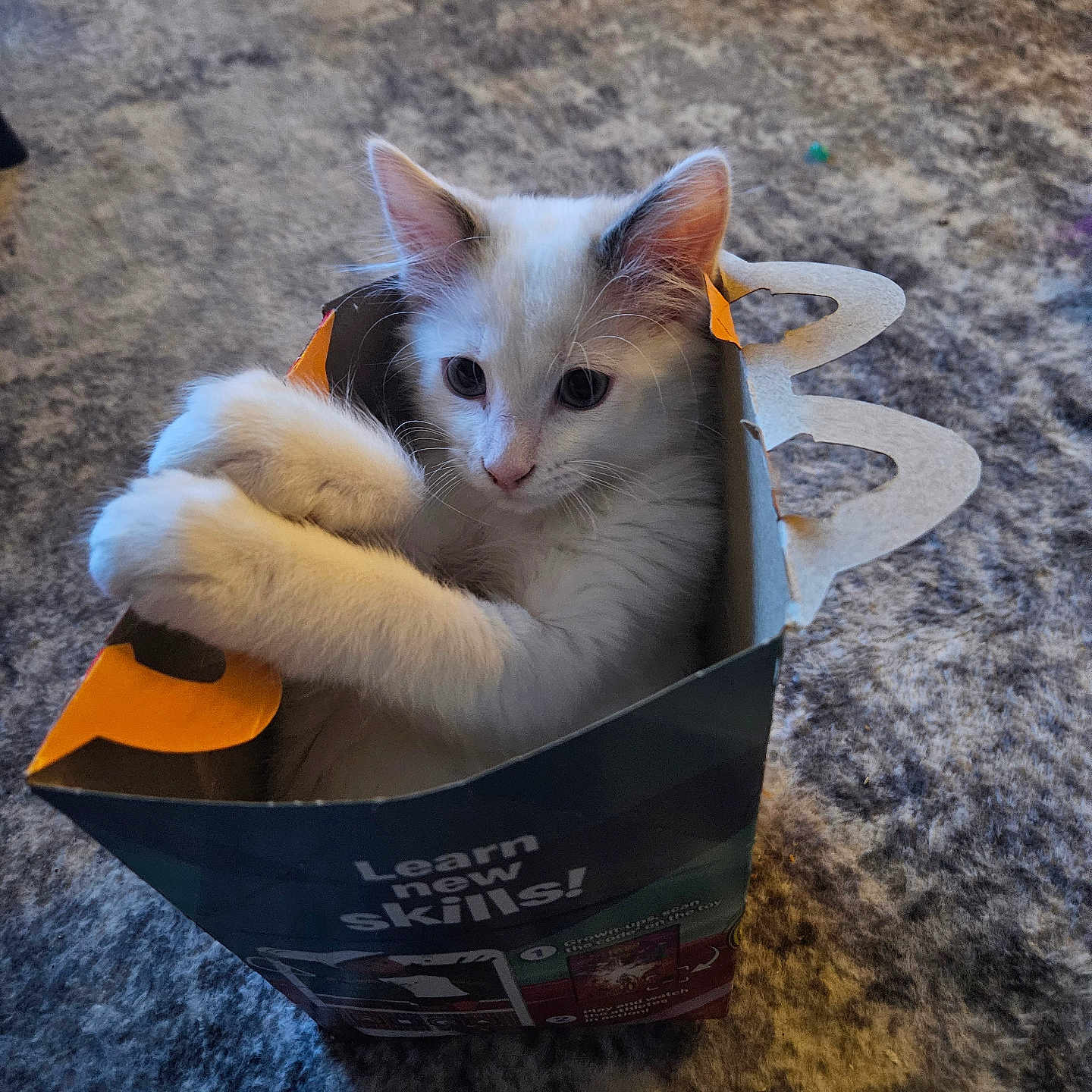 Milo joined the competition — help win amazing prizes! abyssinian, angora, animal, bag, basket, book, box, cardboard, carton, cat, hardwood, indoors, kitten, manx, pet, publication, siamese, text, totebag, wood
