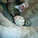 Bandit