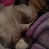 Bandit joined the competition — help win amazing prizes! animal, blanket, cat, closeup, comfort, cozy, cute, feline, fur, indoor, nap, peaceful, pet, pink, purple, relaxation, rest, sleeping, snuggle, soft