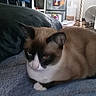Bandit joined the competition — help win amazing prizes! animal, black_and_white, blue_blanket, brown_fur, cat, colorpoint, couch, domestic_cat, feline, fur, houseplant, indoor, living_room, loafing, pet, portrait, relaxed, sitting, television, tuxedo_cat