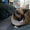 Bandit joined the competition — help win amazing prizes! animal, blanket, brown_cat, cat, couch, ears, feline, furniture, home, houseplant, indoor, living_room, lounging, paws, pet, portrait, relaxed, sleepy, whiskers, white_chest