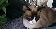 Bandit is registered to the contest to win money with this photo: animal, blanket, blue_eyes, brown_fur, cat, close_up, couch, dark_face, feline, grumpy_expression, home, indoors, lying_down, pet, pointed_ears, portrait, siamese_cat, sitting, whiskers, white_chest