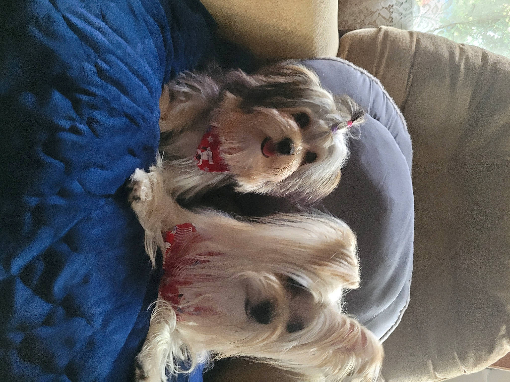 Sophie And Gabby joined the competition — help win amazing prizes! carnivore, comfort, companion_dog, dog, dog_breed, dog_supply, fawn, felidae, fur, liver, puppy_love, small_terrier, snout, sporting_group, tail, terrier, textile, toy_dog, whiskers, working_animal