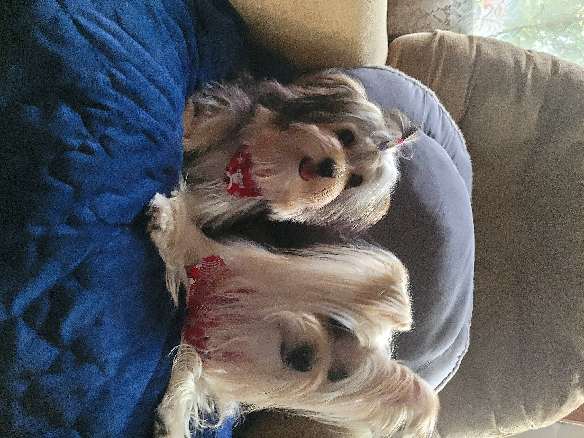 Sophie And Gabby is registered to the contest to win money with this photo: carnivore, comfort, companion_dog, dog, dog_breed, dog_supply, fawn, felidae, fur, liver, puppy_love, small_terrier, snout, sporting_group, tail, terrier, textile, toy_dog, whiskers, working_animal