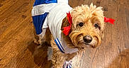 Penny joined the competition — help win amazing prizes! dog, pet, costume, dress, red_bow, pom_poms, wood_floor, indoor, curly_fur, small_dog, cute, adorable, animal, domestic_animal, standing, looking, brown_fur, white_blue_costume, playful, home