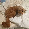 dog, brown_dog, curled_up, blanket, pillow, bed, cozy, fur, pet, sleepy, indoor, cute, curly_fur, resting, looking_back, soft, comfort, animal, companion, relaxed