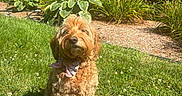 Penny is registered to the contest to win money with this photo: bow_tie, canine, curly_fur, cute, daylight, dog, flower, garden, grass, greenery, house, leaves, nature, outdoor, pet, plant, shrub, summer, sunlight, yard