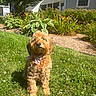 dog, pet, grass, garden, flower, house, daylight, outdoor, sunlight, greenery, bow_tie, curly_fur, canine, summer, yard, shrub, leaves, plant, nature, cute