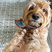 Penny joined the competition — help win amazing prizes! dog, golden_doodle, curly_fur, bandana, pet, indoor, carpet, brown, close_up, cute, animal, canine, fur, looking_at_camera, domestic, friendly, companion, home, portrait, mammal