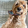 dog, golden_doodle, curly_fur, bandana, pet, indoor, carpet, brown, close_up, cute, animal, canine, fur, looking_at_camera, domestic, friendly, companion, home, portrait, mammal