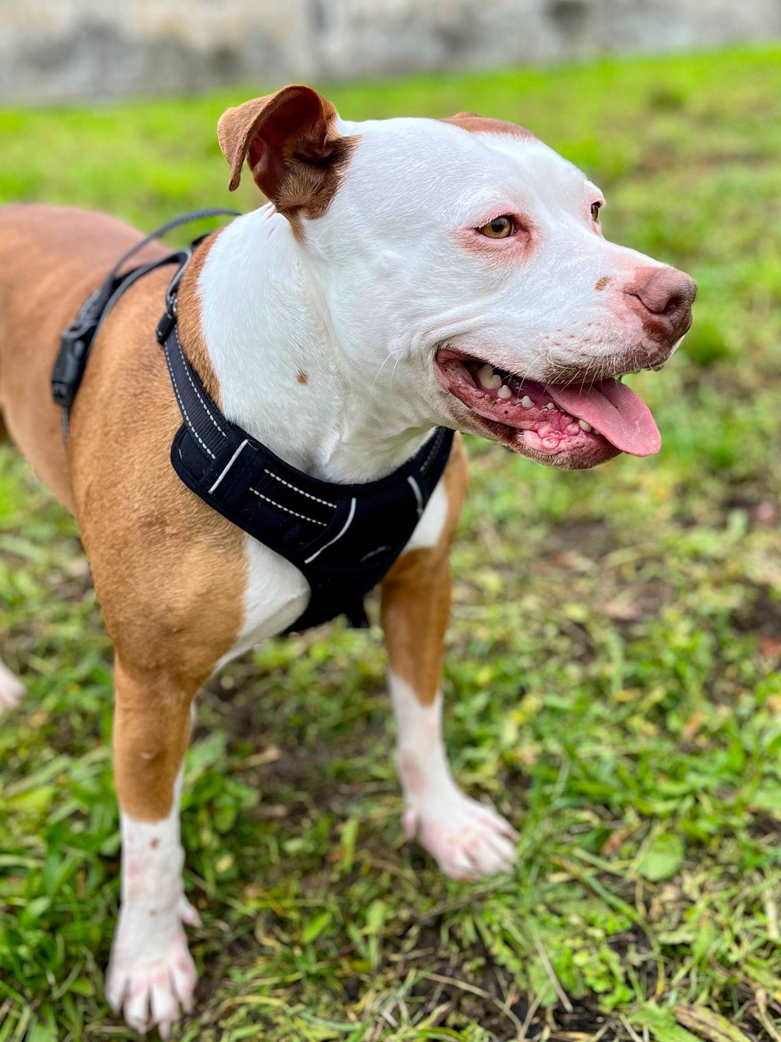 Aya participe au concours pour gagner de l'argent avec cette photo : carnivore, collar, companion_dog, dog, dog_breed, dog_clothes, dog_collar, dog_supply, dogo_guatemalteco, fashion_accessory, fawn, grass, happy, leash, pet_supply, snout, sporting_group, tail, whiskers, working_animal