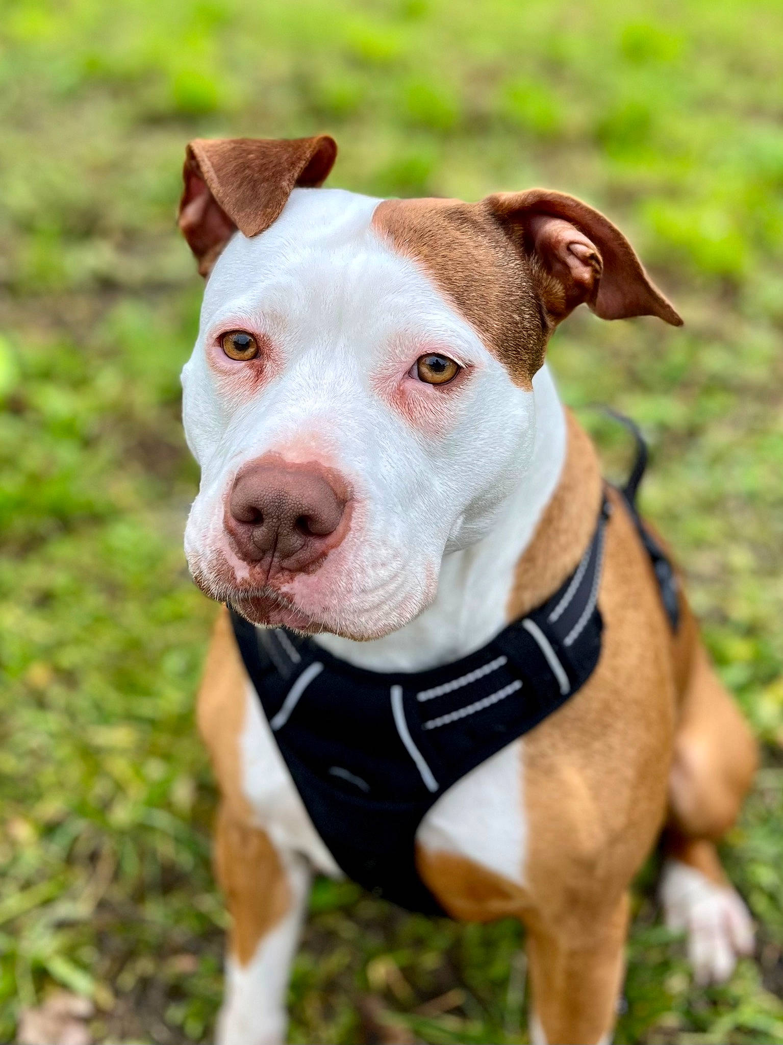 Aya participe au concours pour gagner de l'argent avec cette photo : canidae, carnivore, collar, companion_dog, dog, dog_breed, dog_collar, dog_supply, fawn, grass, hunting_dog, leash, liver, non_sporting_group, pet_supply, snout, sporting_group, terrestrial_animal, whiskers, working_animal