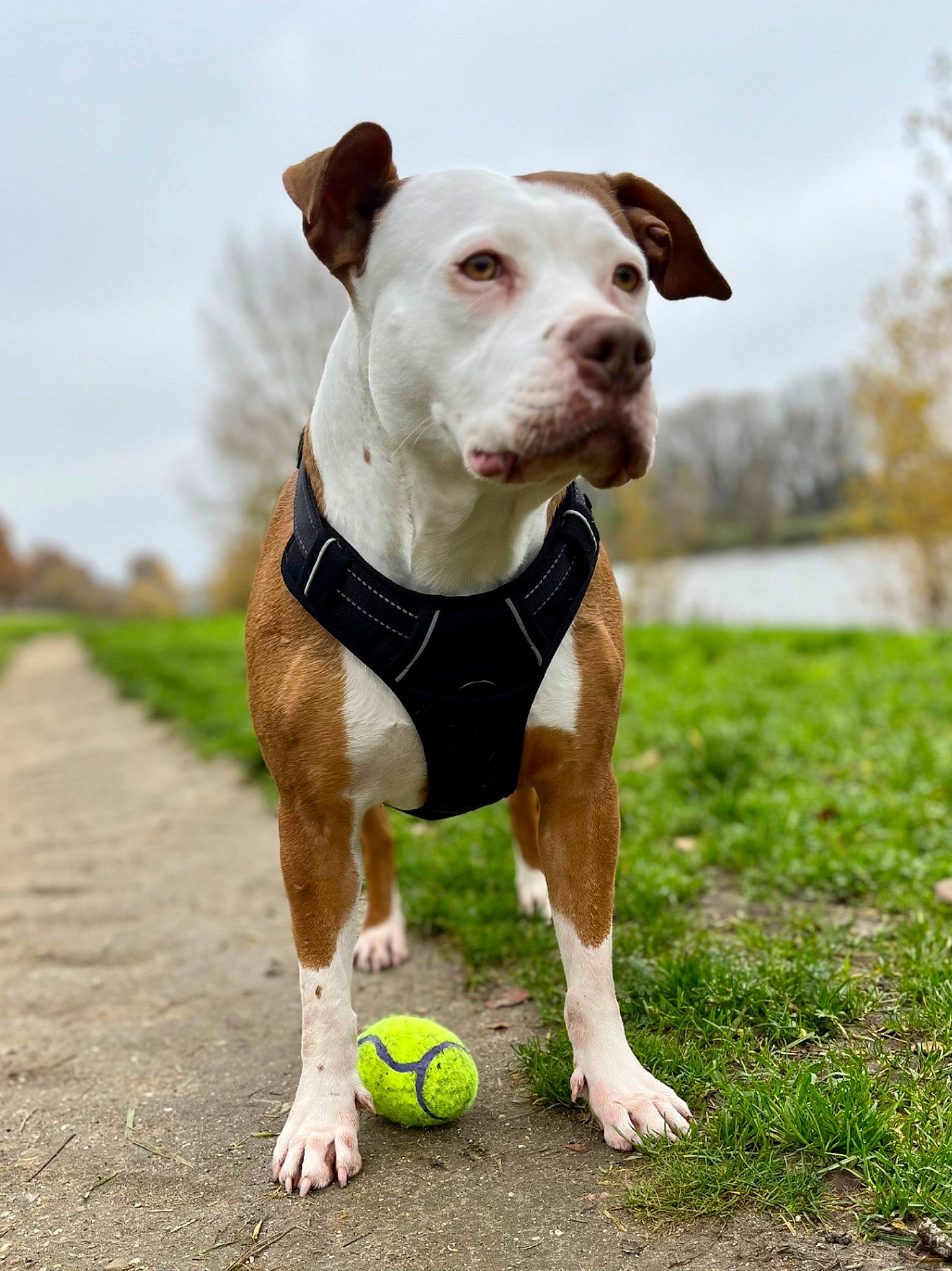 Aya participe au concours pour gagner de l'argent avec cette photo : ball, canidae, carnivore, cloud, collar, companion_dog, dog, dog_breed, dog_collar, fawn, football, grass, sky, snout, soccer, sporting_group, sports_equipment, sports_toy, tail, working_animal
