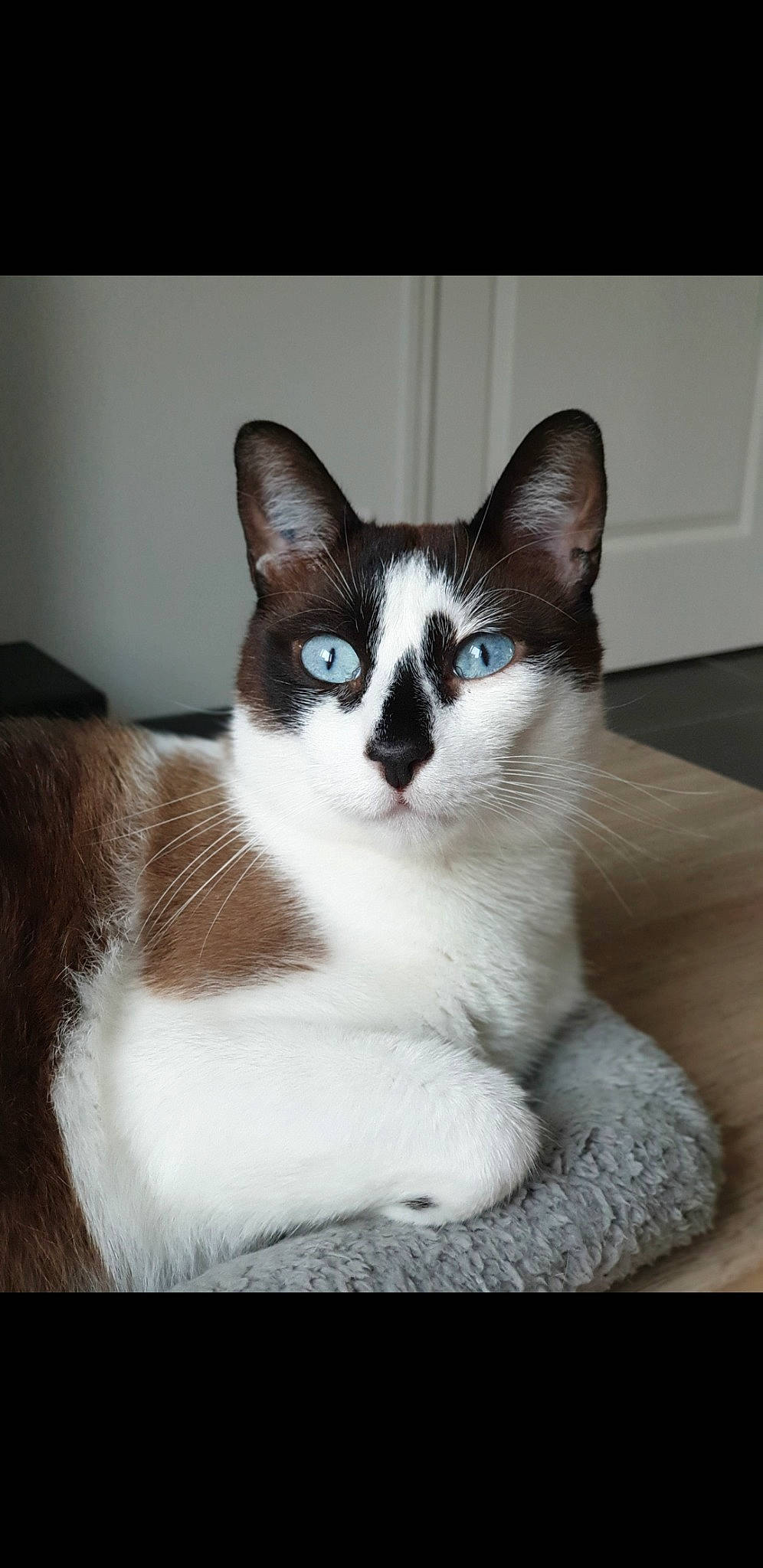 Tyler participe au concours pour gagner de l'argent avec cette photo : aegean_cat, american_wirehair, asian, carnivore, cat, domestic_short_haired_cat, eye, felidae, fur, japanese_bobtail, kitten, mammal, ojos_azules, photo_caption, polydactyl_cat, small_to_medium_sized_cats, snowshoe, thai, vertebrate, whiskers