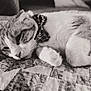 Cailo joined the competition — help win amazing prizes! cat, bow_tie, quilt, patchwork, sleeping, feline, pet, close_up, black_and_white, fur, animal, resting, cozy, indoor, whiskers, paw, cute, domestic_cat, relaxed, texture