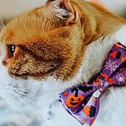 Cailo is registered to the contest to win money with this photo: cat, orange, white, fur, bow_tie, halloween, pumpkin, bat, spider_web, close_up, profile, pet, animal, whiskers, cute, costume, indoor, decorative, soft_focus, portrait