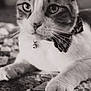 Cailo is registered to the contest to win money with this photo: cat, close_up, black_and_white, bow_tie, whiskers, pet, feline, quilt, soft_lighting, calm, indoor, animal, cute, portrait, fur, paw, collar, domestic_cat, relaxed, detailed