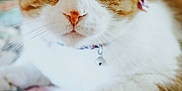 Cailo joined the competition — help win amazing prizes! cat, orange_and_white, close_up, pet, animal, whiskers, quilt, patchwork, indoor, feline, curious, lying_down, collar, domestic_cat, fur, cute, eyes, face, paws, resting