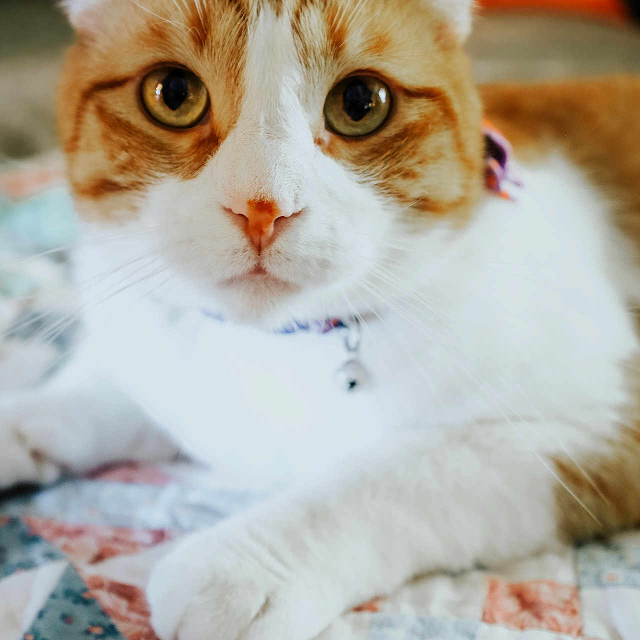 Cailo joined the competition — help win amazing prizes! animal, cat, close_up, collar, curious, cute, domestic_cat, eyes, face, feline, fur, indoor, lying_down, orange_and_white, patchwork, paws, pet, quilt, resting, whiskers