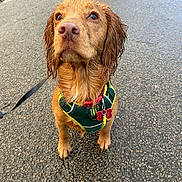 Buddy is registered to the contest to win money with this photo: animal, brown_dog, canine, close_up, collar, cute, dog, fur, grass, harness, leash, looking_up, outdoor, pavement, pet, tags, walking, water, wet, young_dog