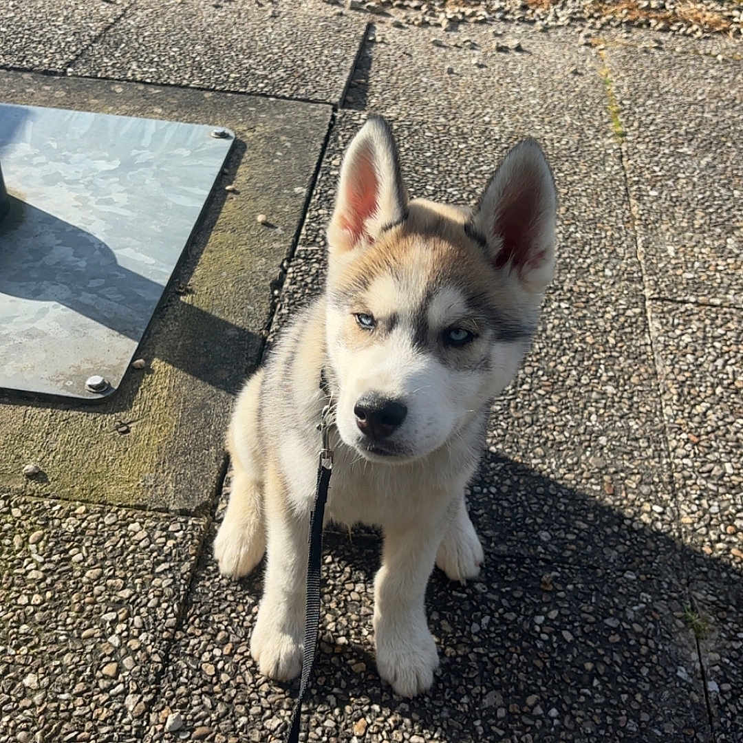 Venici participe au concours pour gagner de l'argent avec cette photo : accessories, animal, canine, city, dog, eskimodog, flagstone, husky, path, pebble, pet, puppy, road, rock, sidewalk, slate, soil, strap, street, walkway