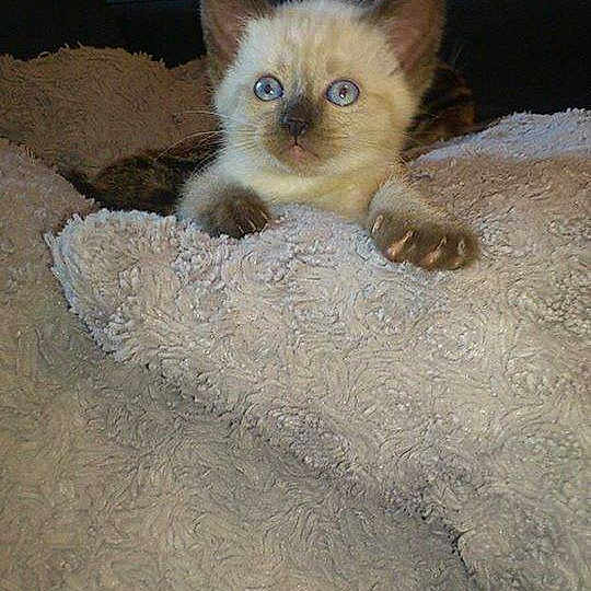 Naya