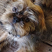 Wookie joined the competition — help win amazing prizes! animal, brown, canine, close_up, collar, companion, curious, cute, dog, fluffy, friendly, fur, laying_down, looking_up, outdoor, pet, portrait, scruffy, small_dog, wooden_floor