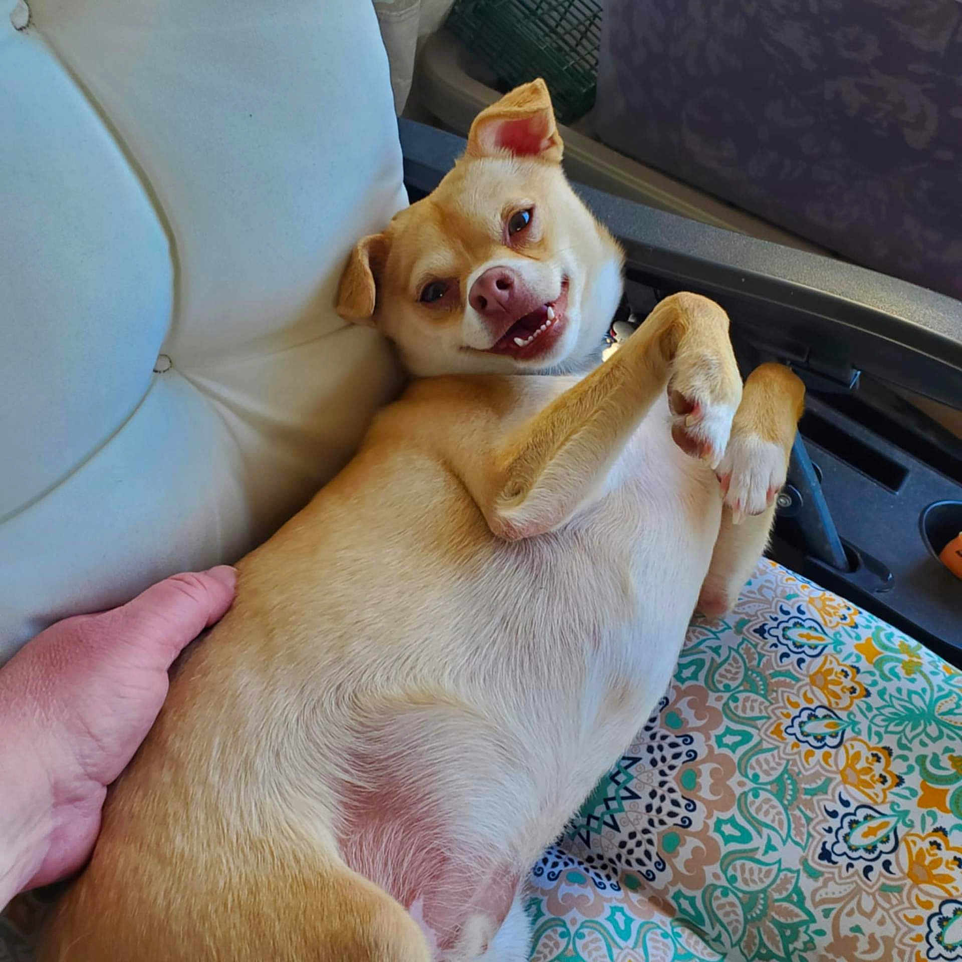 Rabbit joined the competition — help win amazing prizes! animal, blanket, canine, car, car_interior, carseat, chihuahua, couch, cushion, dog, dogbed, homedecor, hound, labradorretriever, pet, pointer, puppy, snout, transportation, vehicle