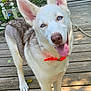 alert, animal, blue_eyes, canine, collar, deck, dog, domestic_animal, ears_up, friendly, happy, mammal, nature, outdoor, pet, playful, summer, sunlight, tongue_out, wooden_floor