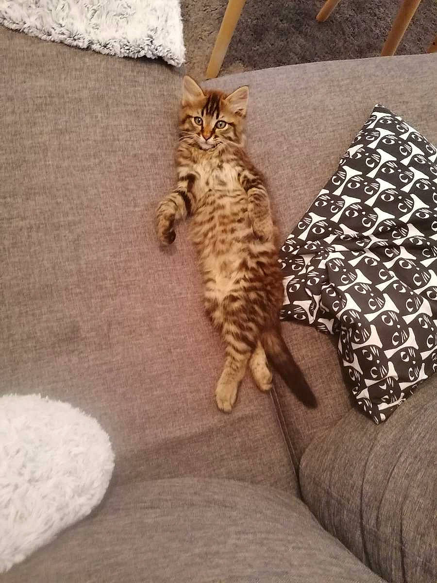 Captain a rejoint le concours — aidez-le/la à gagner de superbes lots ! bedding, carnivore, cat, comfort, couch, domestic_short_haired_cat, fawn, felidae, flooring, grey, hardwood, linens, metal, paw, small_to_medium_sized_cats, snout, table, tail, whiskers, wood